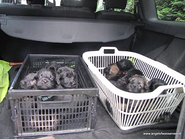 Elf pups van 3 weken mee in de auto voor de socialisatie
